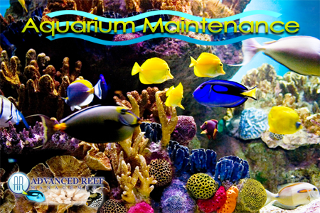 aquarium cleaning service